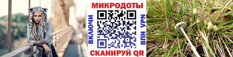 Купить где  Нальчик  Псилоцибиновые грибы Psilocybe
